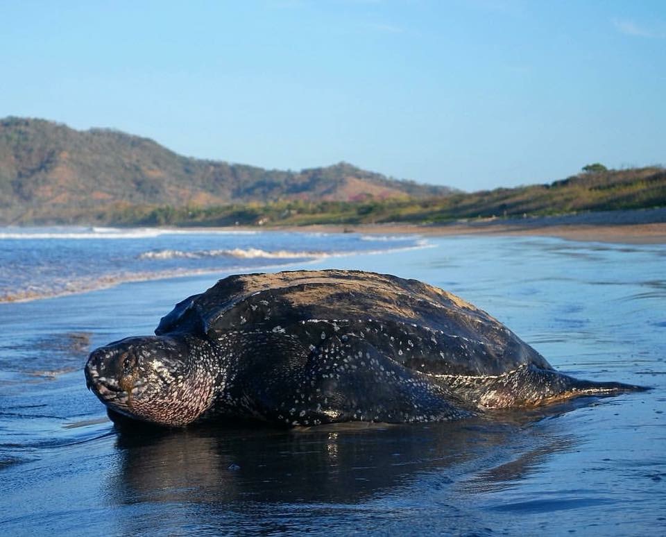 Picture of a seaturtle